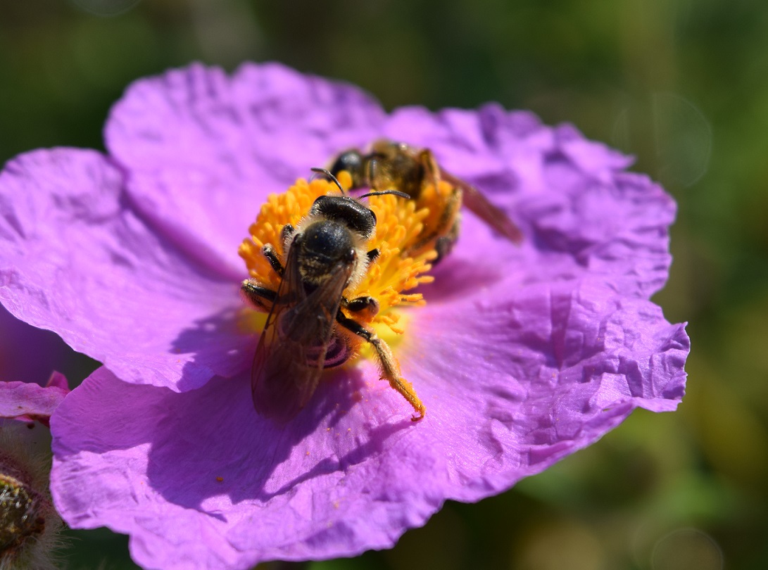 Apidae Halictinae:  cfr. Halictus sp., femmina